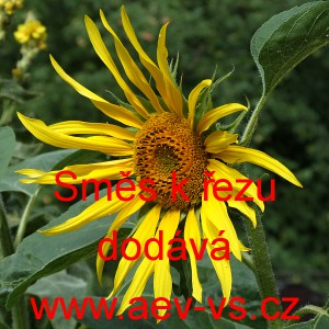 Slunečnice ročn&iacute; Zlat&aacute; k řezu