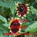 Slunečnice ročn&iacute; Florenzia