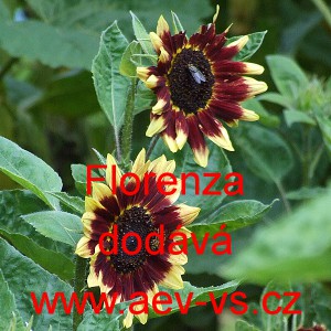 Slunečnice ročn&iacute; Florenza