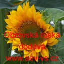Slunečnice ročn&iacute; Obrovsk&aacute; rusk&aacute;
