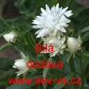 Smil listenat&yacute;, slaměnka B&iacute;l&aacute;