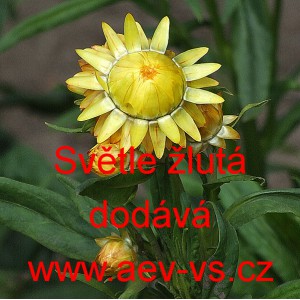 Smil listenat&yacute;, slaměnka Světle žlut&aacute;