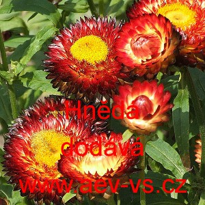 Smil listenat&yacute;, slaměnka Hněd&aacute;