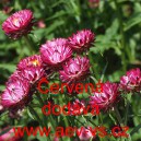 Smil listenat&yacute;, slaměnka Červen&aacute;