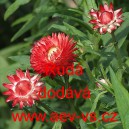 Smil listenat&yacute;, slaměnka Rud&aacute;