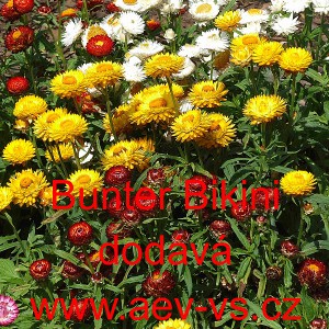 Smil listenat&yacute;, slaměnka Bunter Bikini