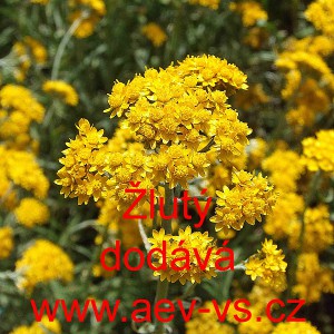 Smilek Humboldtův Žlut&yacute;