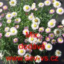 Smilek růžov&yacute; nesmrtelka Mix