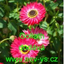 Smilek růžov&yacute; nesmrtelka Goliath