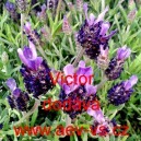 Levandule hl&aacute;vkovit&aacute; francouzsk&aacute;, korunkat&aacute; Victor