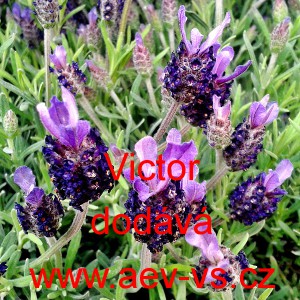 Levandule hl&aacute;vkovit&aacute; francouzsk&aacute;, korunkat&aacute; Victor
