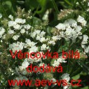 Limonka chobotnat&aacute; statice Věncovka b&iacute;l&aacute;