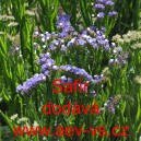 Limonka chobotnat&aacute; statice Saf&iacute;r