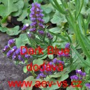 Limonka chobotnat&aacute; statice Dark Blue