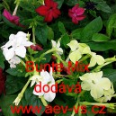 Tab&aacute;k Sandeřin, Sanderův Bunte Mix