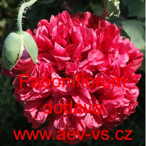 M&aacute;k set&yacute; Paeoniflorum