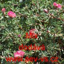 &Scaron;rucha velkokvět&aacute; Mix