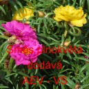 &Scaron;rucha velkokvět&aacute; Směs plnokvět&aacute;