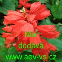 &Scaron;alvěj z&aacute;řiv&aacute; Salvia splendens Mix