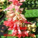 &Scaron;alvěj z&aacute;řiv&aacute; Sangria