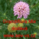 Hlav&aacute;č černopurpurov&yacute;, tmavonachov&yacute;, černonachov&yacute; Grandiflora Mix