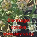 Hlav&aacute;č hvězdicovit&yacute;, hvězdovit&yacute; Sternkugel