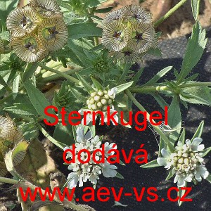 Hlav&aacute;č hvězdicovit&yacute;, hvězdovit&yacute; Sternkugel