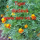 Aksamitn&iacute;k rozkladit&yacute; Tiger