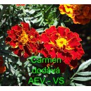 Aksamitn&iacute;k rozkladit&yacute; Carmen