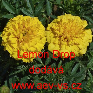 Aksamitn&iacute;k rozkladit&yacute; Lemon Drop