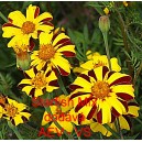 Aksamitn&iacute;k rozkladit&yacute; Starfish Mix