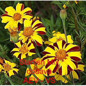 Aksamitn&iacute;k rozkladit&yacute; Starfish Mix