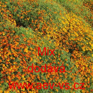 Aksamitn&iacute;k jemnolist&yacute; Mix