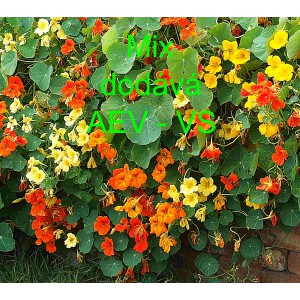 Lichořeři&scaron;nice vět&scaron;&iacute;, kapuc&iacute;nka pnouc&iacute; Mix