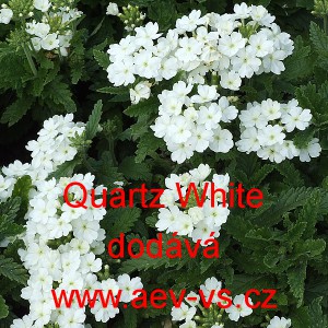 Spor&yacute;&scaron; zahradn&iacute;, zkř&iacute;žen&yacute; Quartz White