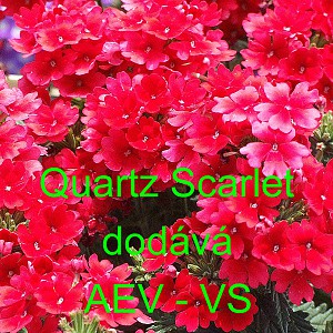 Spor&yacute;&scaron; zahradn&iacute;, zkř&iacute;žen&yacute; Quartz Scarlet