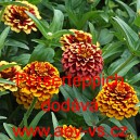 Ost&aacute;lka &uacute;zkolist&aacute;, c&iacute;nie Perserteppich