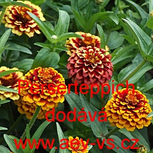 Ost&aacute;lka &uacute;zkolist&aacute;, c&iacute;nie Perserteppich