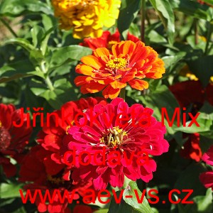 Ost&aacute;lka sličn&aacute;, lep&aacute; Jiřinkokvět&aacute; Mix