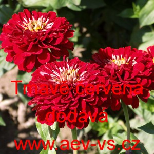 Ost&aacute;lka sličn&aacute;, lep&aacute; Jiřinkokvět&aacute; Tmavě červen&aacute;