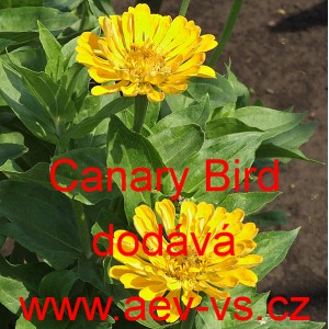 Ost&aacute;lka sličn&aacute;, lep&aacute; Canary Bird