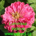 Ost&aacute;lka sličn&aacute;, lep&aacute; Luminosa