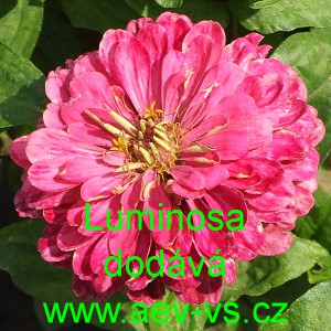 Ost&aacute;lka sličn&aacute;, lep&aacute; Luminosa