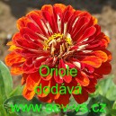 Ost&aacute;lka sličn&aacute;, lep&aacute; Oriole