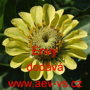 Ost&aacute;lka sličn&aacute;, lep&aacute; Envy