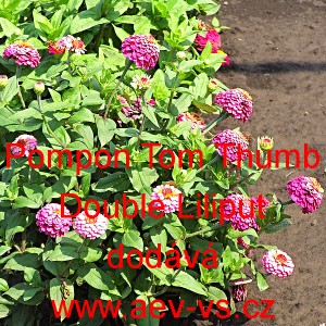 Ost&aacute;lka sličn&aacute;, lep&aacute; Pompon Tom Thumb Double Liliput Mix