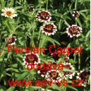 Ost&aacute;lka Haageova Persian Carpet