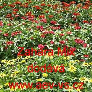 Ost&aacute;lka marylandsk&aacute; Zahara Mix