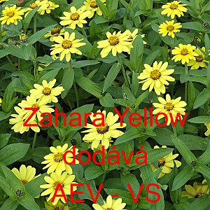 Ost&aacute;lka marylandsk&aacute; Zahara Yellow