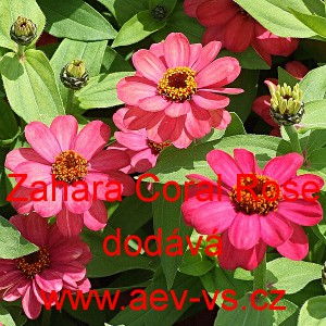 Ost&aacute;lka marylandsk&aacute; Zahara Coral Rose